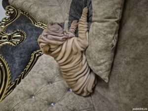 Shar pei cu pedigree 