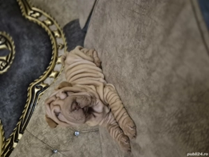 Shar pei cu pedigree  - imagine 2