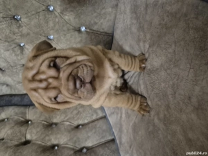 Shar pei cu pedigree  - imagine 4