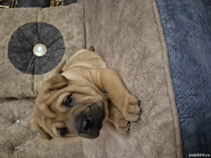 shar pei drăgălași 