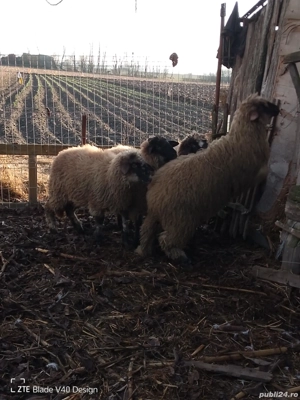 Vand 4 mielute - imagine 2