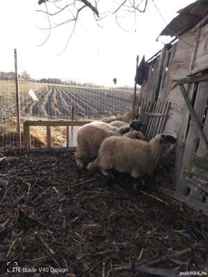 Vand 4 mielute - imagine 3