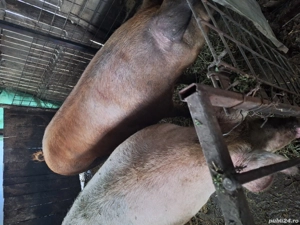 vand porci duroc 