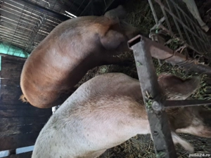 vand porci duroc  - imagine 2