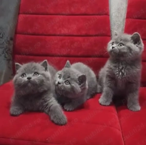 British Shorthair Blue Rasă pură. Asigur transport  - imagine 2