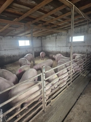 vand porci 120 170 de kg - imagine 2