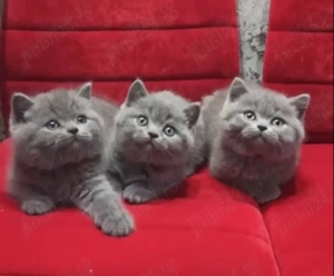 British Shorthair Blue Rasă pură. Asigur transport 