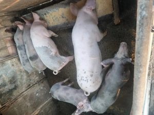 grăsuni  40.50 kg  petran  și marele alb cu landrax   3 masculi și 3 fetite  crescuti cu porumb - imagine 3