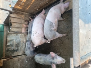 grăsuni  40.50 kg  petran  și marele alb cu landrax   3 masculi și 3 fetite  crescuti cu porumb - imagine 2