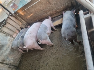 grăsuni  40.50 kg  petran  și marele alb cu landrax   3 masculi și 3 fetite  crescuti cu porumb - imagine 4