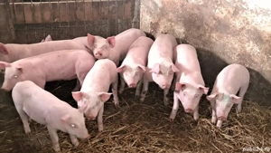 vând purcei. Rasă metis de landras