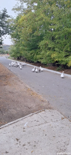 vand gaste de crescut sau de taiat 