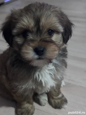 De vanzare un catelusi rasa  Bichon 