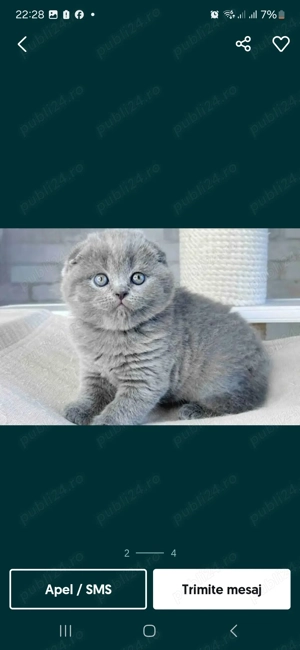 Puiuți Scottish Fold blue si British Shorthair Blue  - imagine 5