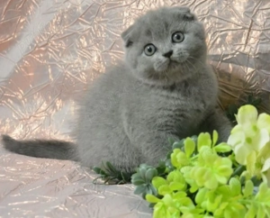 Puiuți Scottish Fold blue si British Shorthair Blue  - imagine 4