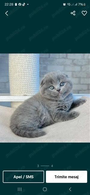 Puiuți Scottish Fold blue si British Shorthair Blue  - imagine 3