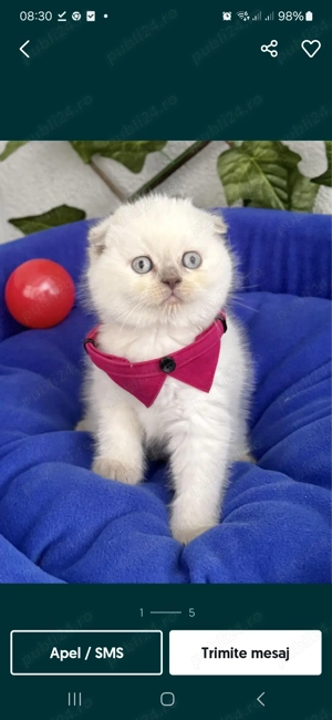 Puiuți Scottish Fold blue si British Shorthair Blue 