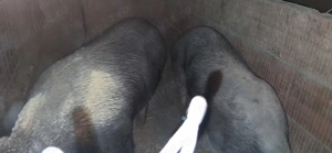 Vând porci pt sacrificat 