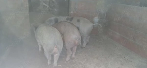 Vând porci pt sacrificat  - imagine 2