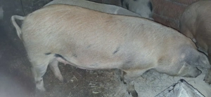 Vând porci pt sacrificat  - imagine 5