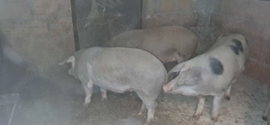Vând porci pt sacrificat  - imagine 4
