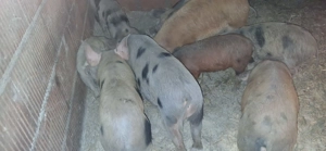 Vând soldani - imagine 4