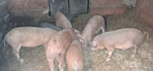 Vând soldani - imagine 2