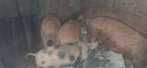 Vând soldani - imagine 3