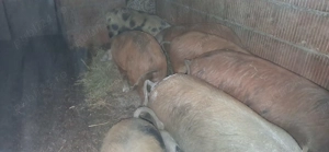 Vând soldani - imagine 5