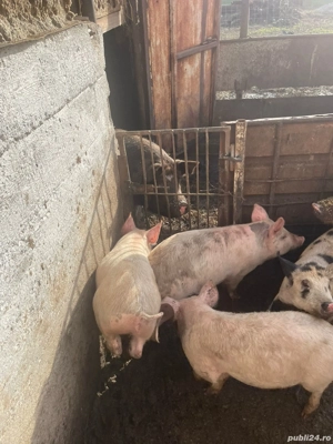 Vând purcei.  - imagine 2