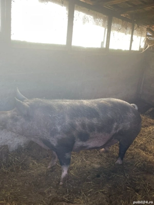Vând purcea.  - imagine 2
