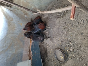 Cocosi Araucana - imagine 2