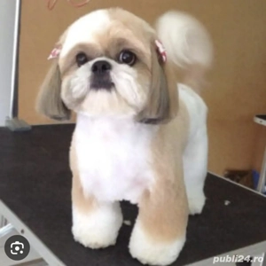 Tundem caine la domiciliu  - imagine 2