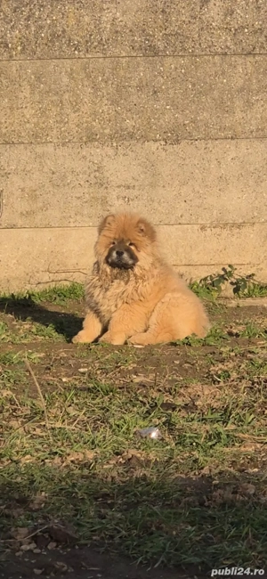 Pui baiat Chow Chow 4 luni