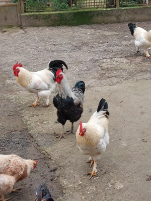 Cocoș de vânzare  - imagine 4