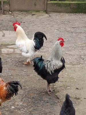 Cocoș de vânzare  - imagine 2