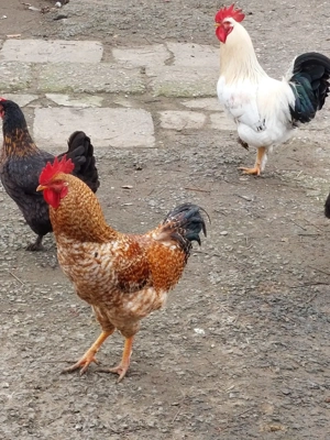 Cocoș de vânzare  - imagine 3