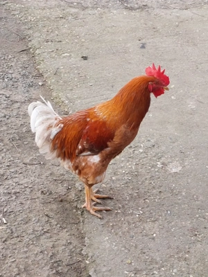 Cocoș de vânzare  - imagine 5