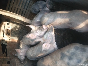 Purcei de vanzare - imagine 3