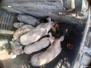 Purcei de vanzare - imagine 2