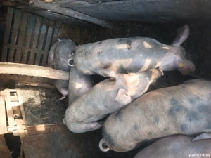 Purcei de vanzare - imagine 5