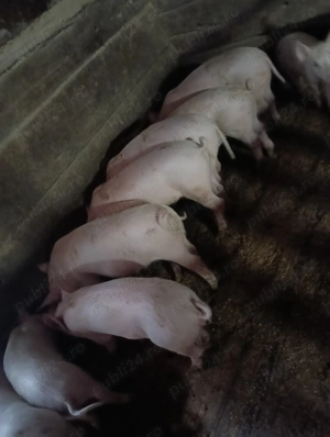 Vând porci 12 săptămâni 