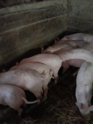 Vând porci 12 săptămâni  - imagine 2