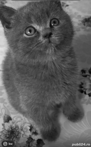 Fetite Blue si baietel Crem  - imagine 3