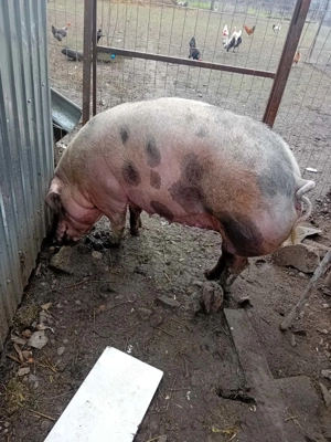 Scroafa de vanzare  - imagine 4