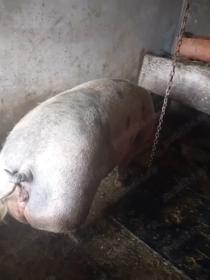 Scroafa de vanzare  - imagine 2