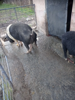 Porci de diferite kg detalii la telefon  - imagine 3