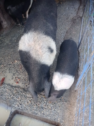 Porci de diferite kg detalii la telefon  - imagine 2