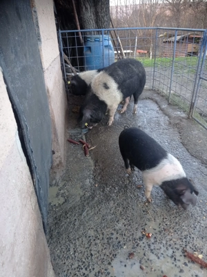 Porci de diferite kg detalii la telefon  - imagine 4