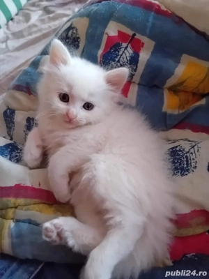 siberiana de padure - imagine 2